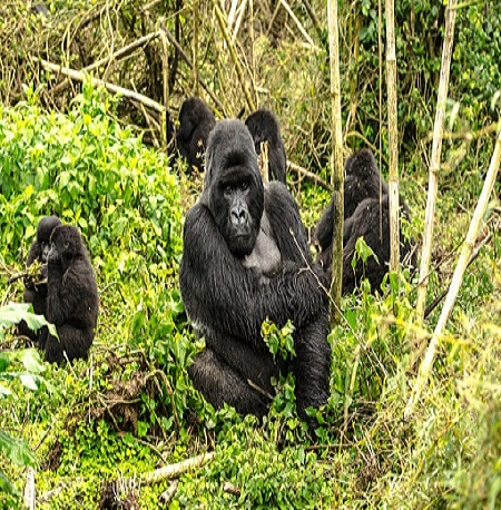 12 days Rwanda unique cycling Adventure-Rwanda Natural Tours , 12 days gorilla trekking tour covid,Best time to go gorilla trekking